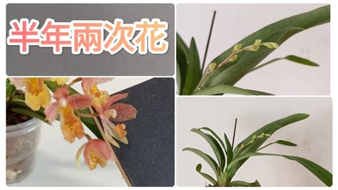 文心蘭種植材料|不同栽培介質對文心蘭假球莖養分及開花之影響